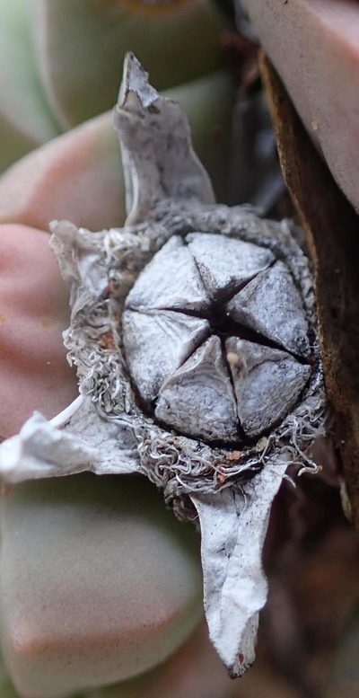 Gibbaeum petrense, photographed by Nicola van Berkel