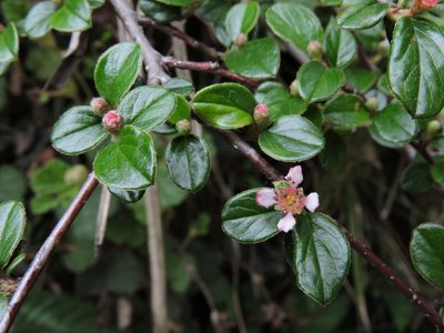 Cotoneaster rosiflorus, photographed by Jacy Chen