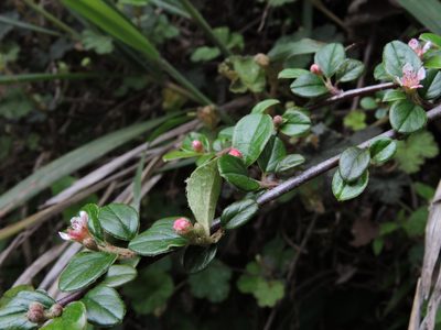 Cotoneaster rosiflorus, photographed by Jacy Chen