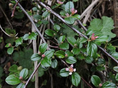 Cotoneaster rosiflorus, photographed by Jacy Chen