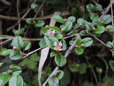 Cotoneaster rosiflorus, photographed by Jacy Chen