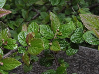 Cotoneaster konishii, photographed by Jacy Chen