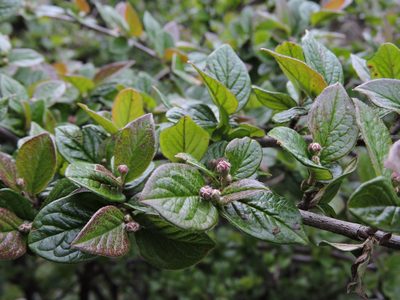 Cotoneaster konishii, photographed by Jacy Chen