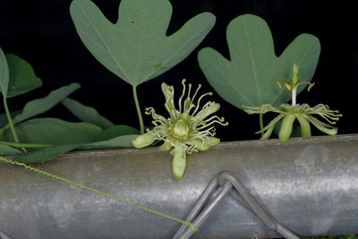 Passiflora affinis, photographed by Michelle W. （鍾偉瑋）