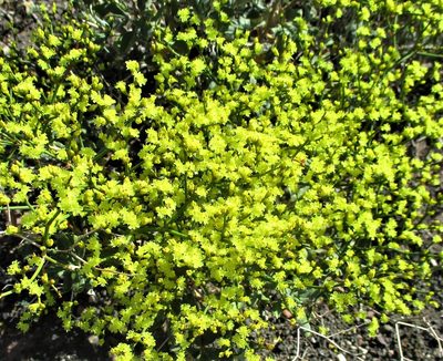 Eriogonum corymbosum, photographed by sprcrkwild