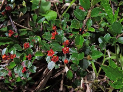 Cotoneaster subadpressus, photographed by Jacy Chen