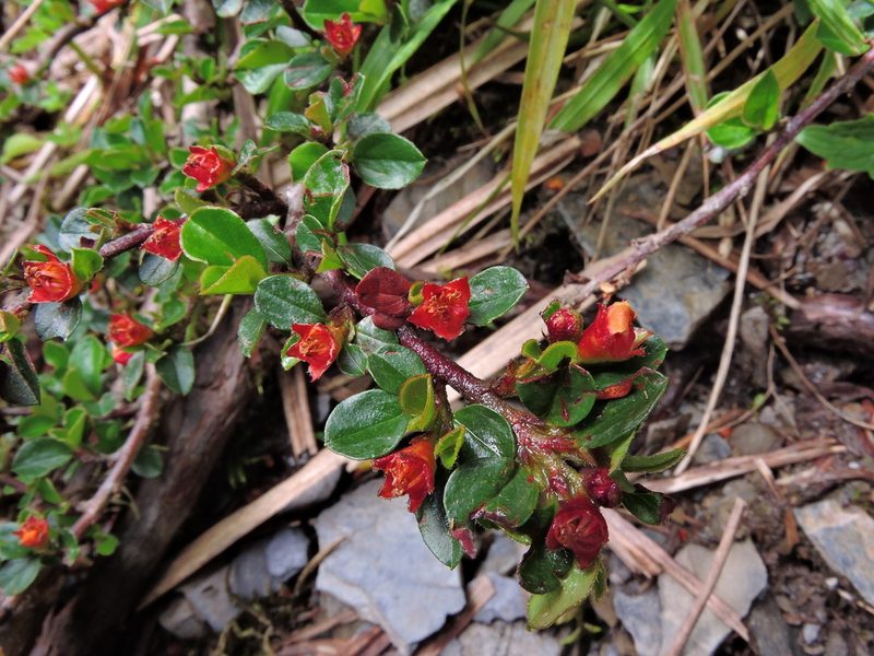 Cotoneaster subadpressus, photographed by Jacy Chen