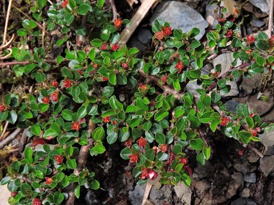 Cotoneaster subadpressus, photographed by Jacy Chen