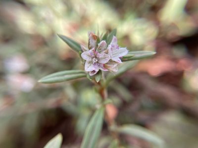 Polygonum paronychia, photographed by Daniel Das