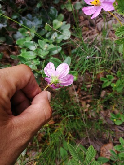 Cosmos crithmifolius, photographed by Eugenio Padilla