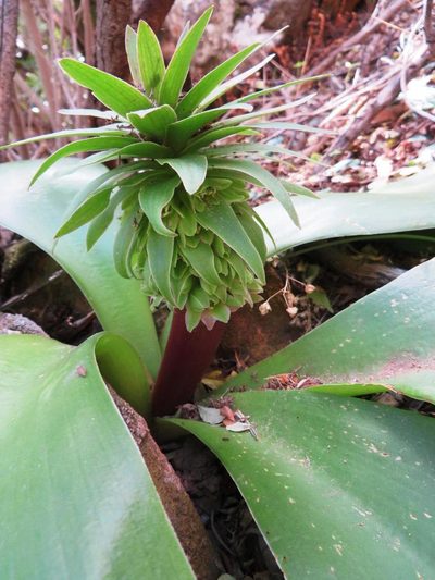Eucomis regia, photographed by linkie