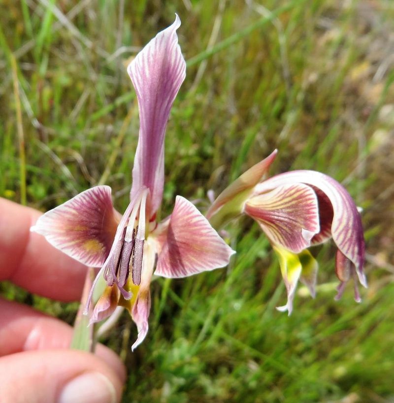 Gladiolus uysiae, photographed by linkie