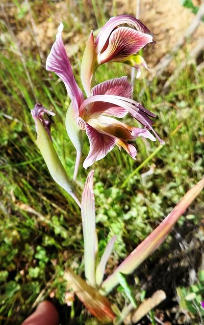 Gladiolus uysiae, photographed by linkie