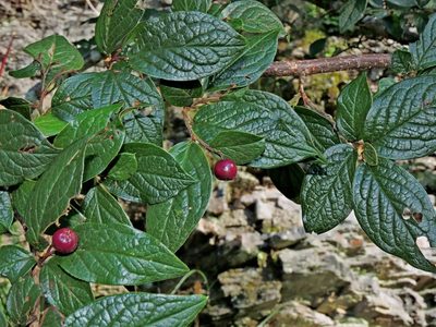 Cotoneaster bullatus, photographed by Jacy Chen