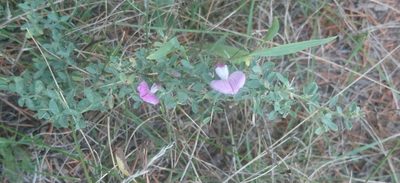 Ononis spinosa, photographed by Fethullah ÖZTÜRK
