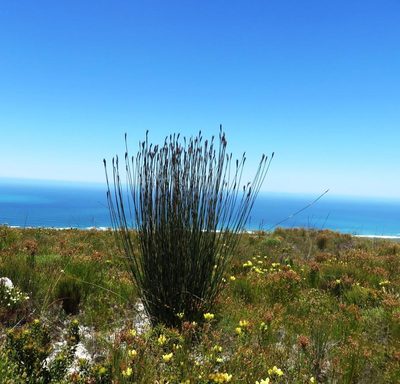 Ceratocaryum argenteum, photographed by linkie
