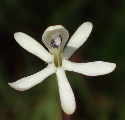 Xenoscapa fistulosa, photographed by Nicola van Berkel