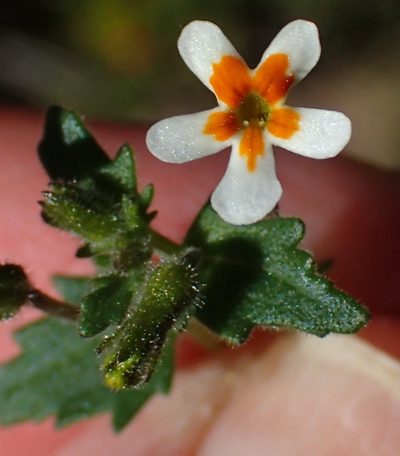Lyperia formosa, photographed by Nicola van Berkel