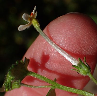 Lyperia formosa, photographed by Nicola van Berkel