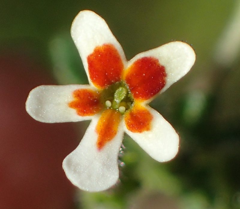 Lyperia formosa, photographed by Nicola van Berkel