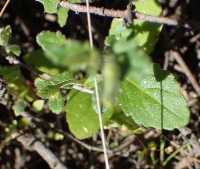 Lyperia formosa, photographed by Nicola van Berkel
