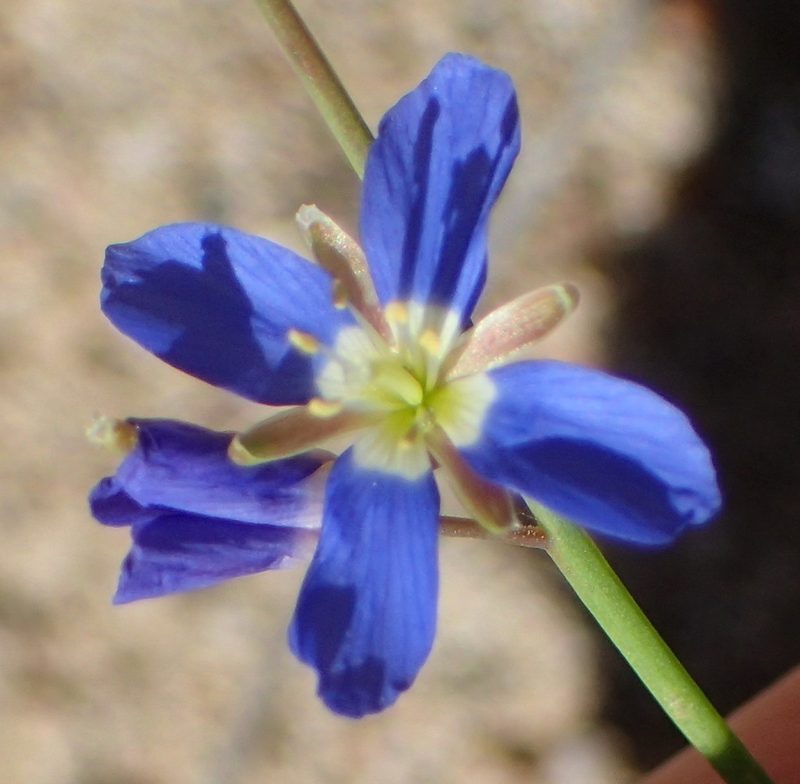 Heliophila bulbostyla, photographed by Nicola van Berkel