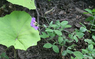 Lathyrus laxiflorus, photographed by Oleg Kosterin