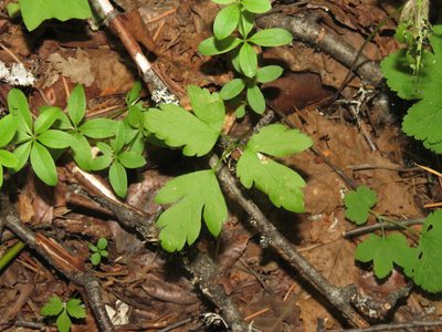 Anemonoides grayi, photographed by Erin Springinotic
