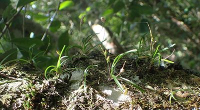 Angraecum pusillum, photographed by Nicola van Berkel