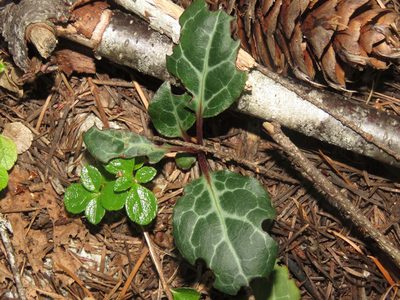 Pyrola picta, photographed by Erin Springinotic