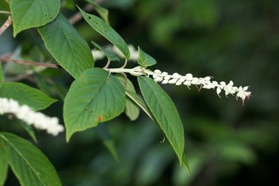 Clethra acuminata, photographed by Tom Field