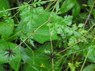 Bidens bipinnata, photographed by Michael J. Papay