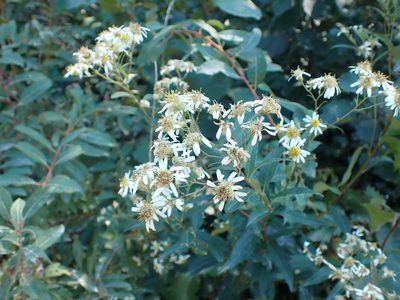 Doellingeria umbellata, photographed by Alexis Godin