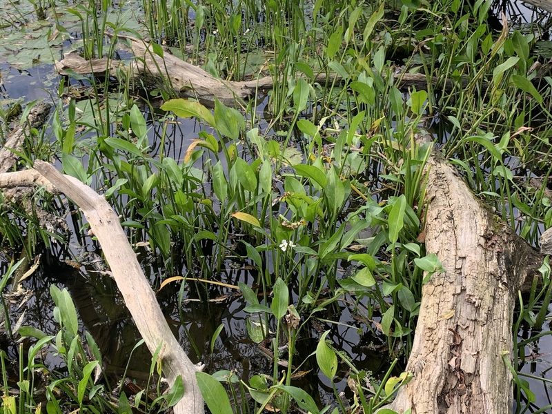 Sagittaria rigida, photographed by Reuven Martin