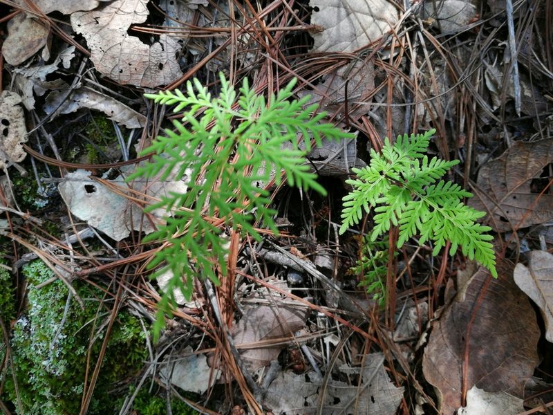 Gaga marginata, photographed by Eugenio Padilla