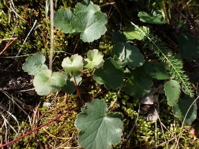 Heuchera richardsonii, photographed by Mary Krieger
