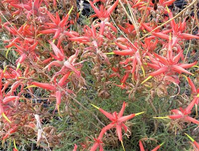 Castilleja linariifolia, photographed by sprcrkwild