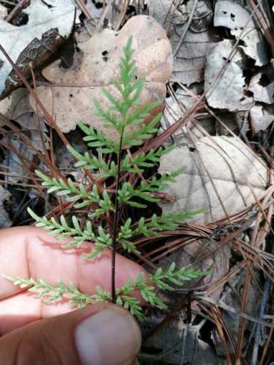 Gaga marginata, photographed by Eugenio Padilla