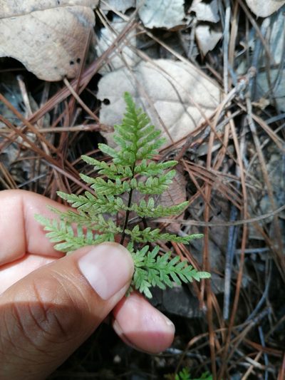 Gaga marginata, photographed by Eugenio Padilla
