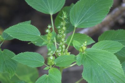Acalypha persimilis, photographed by Clay