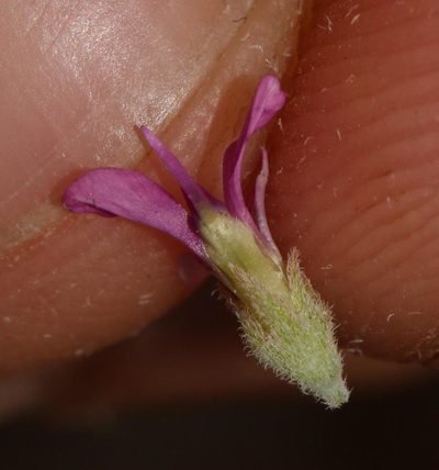 Indigastrum niveum, photographed by Brian du Preez