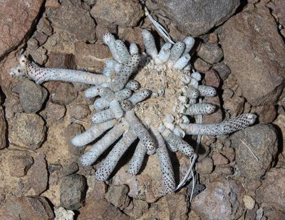Anacampseros ustulata, photographed by Brian du Preez