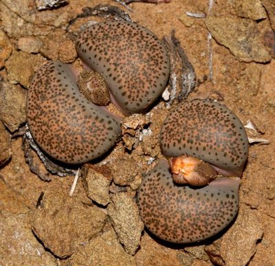 Lithops localis, photographed by Brian du Preez