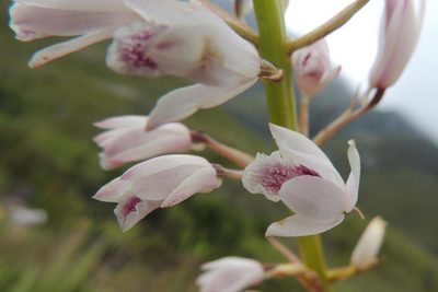Eulophia barbata, photographed by jillblignaut