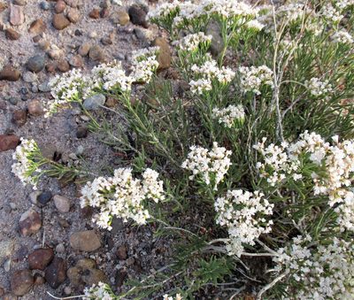 Eriogonum leptophyllum, photographed by sprcrkwild