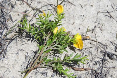 Argyrolobium pachyphyllum, photographed by jillblignaut
