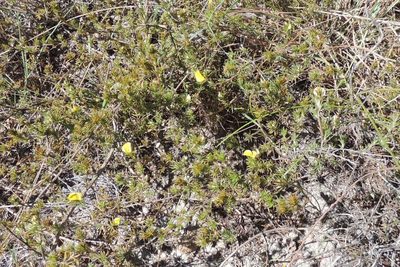Aspalathus cliffortioides, photographed by jillblignaut