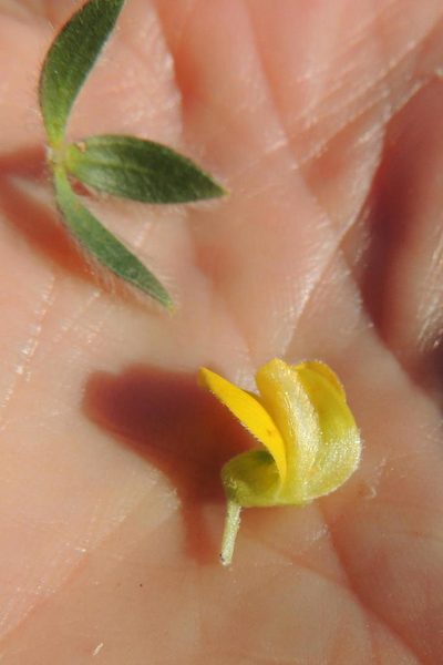 Aspalathus vulpina, photographed by jillblignaut