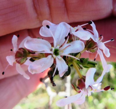 Agathosma spinescens, photographed by linkie