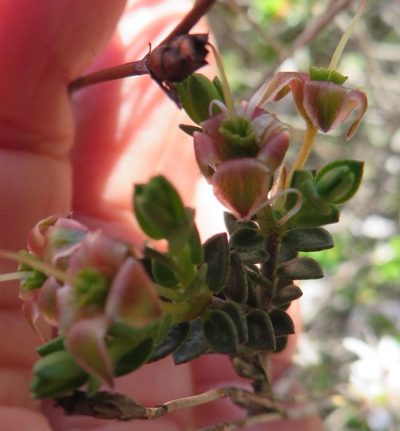 Agathosma spinescens, photographed by linkie